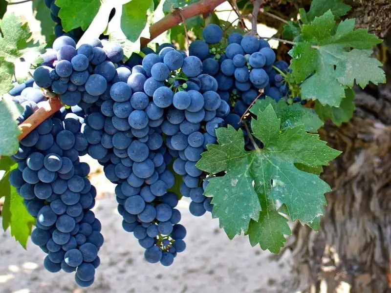 Zinfandel Grape