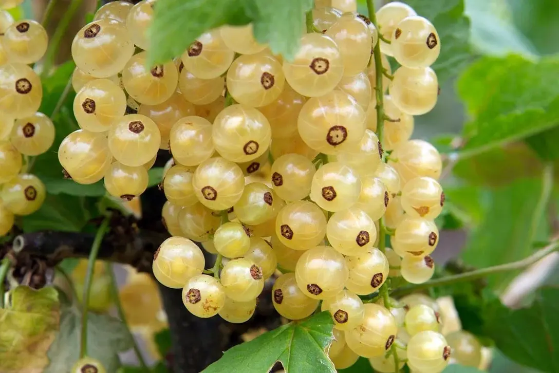 white currant