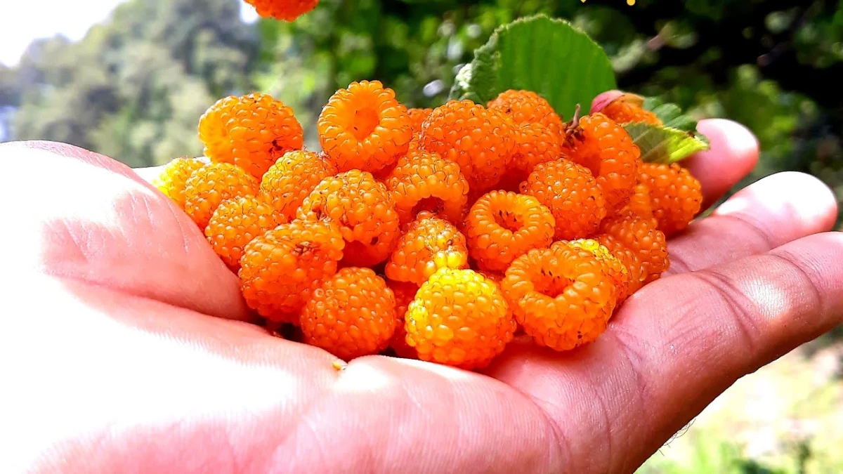 Himalayan Raspberry