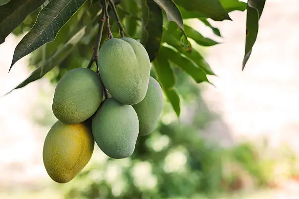 Wild Mango (Health And Benefits)