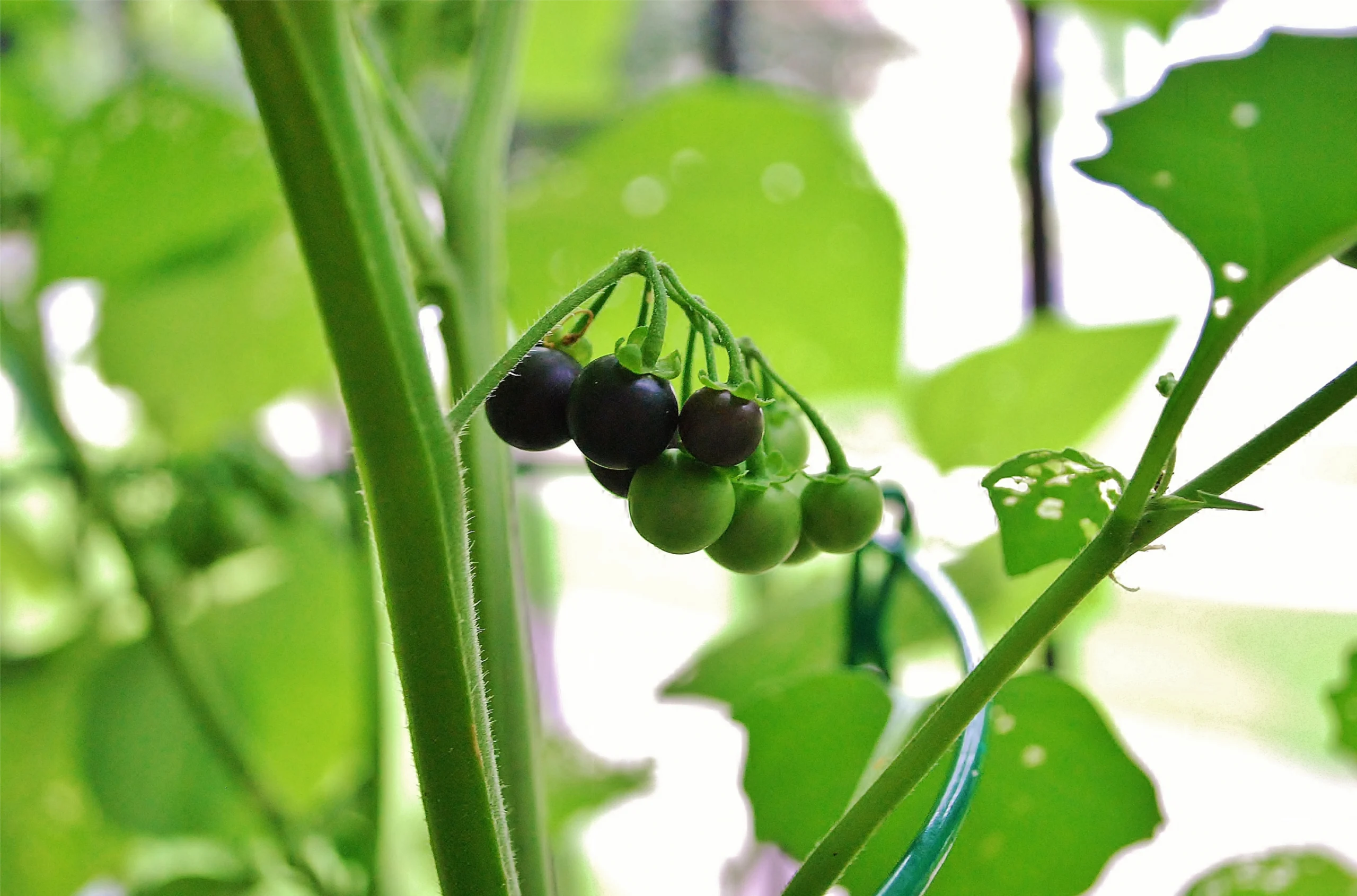 Sunberry - (Health and Benefits)