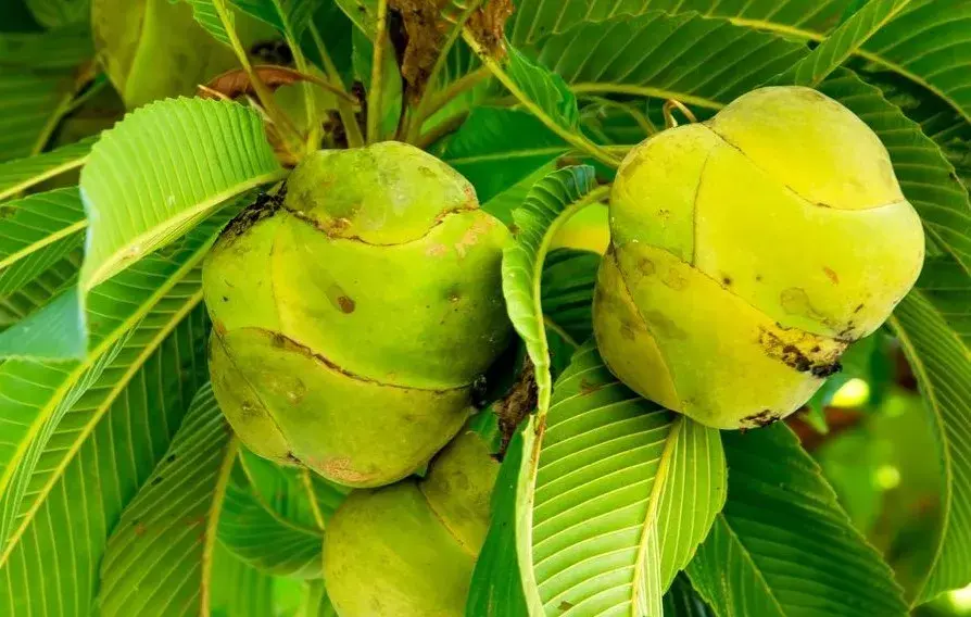 Elephant Apple health benefits