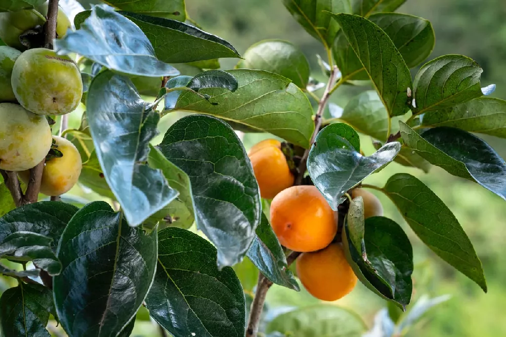 Fuyu Persimmon (Health and Benefits)