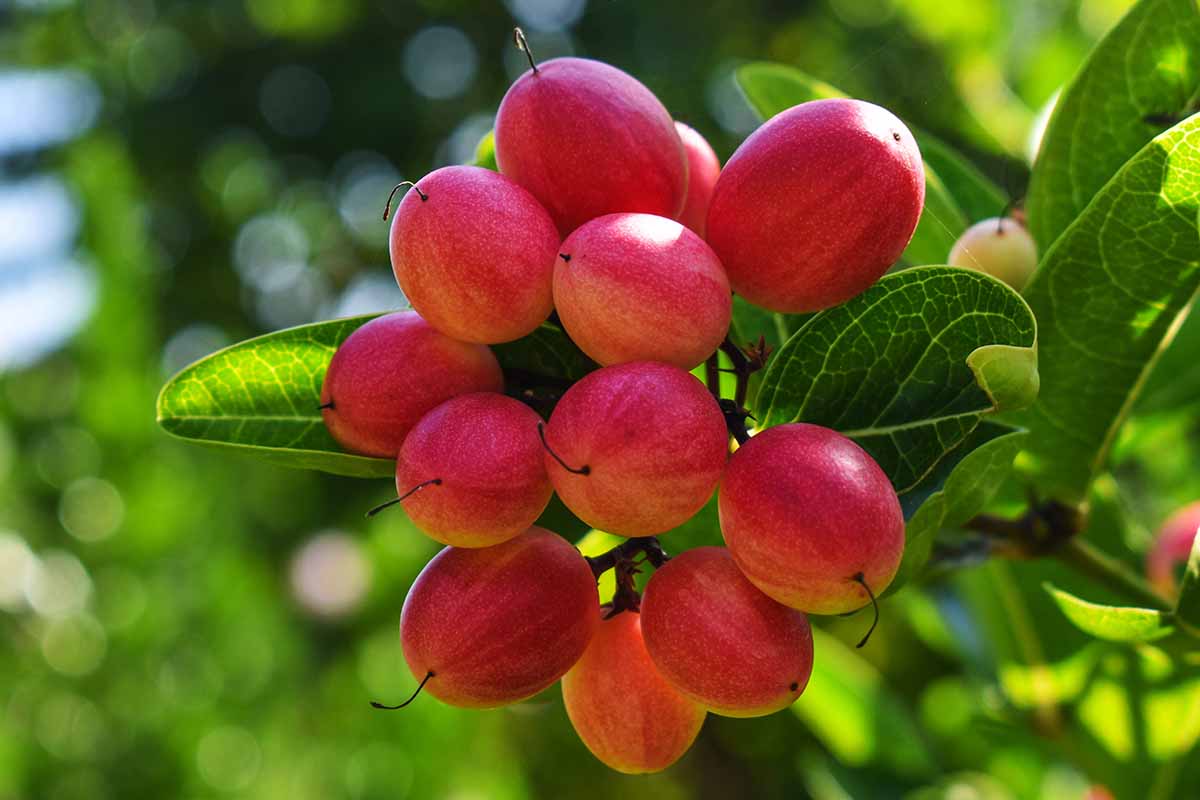 Health Benefits of Miracle Berry