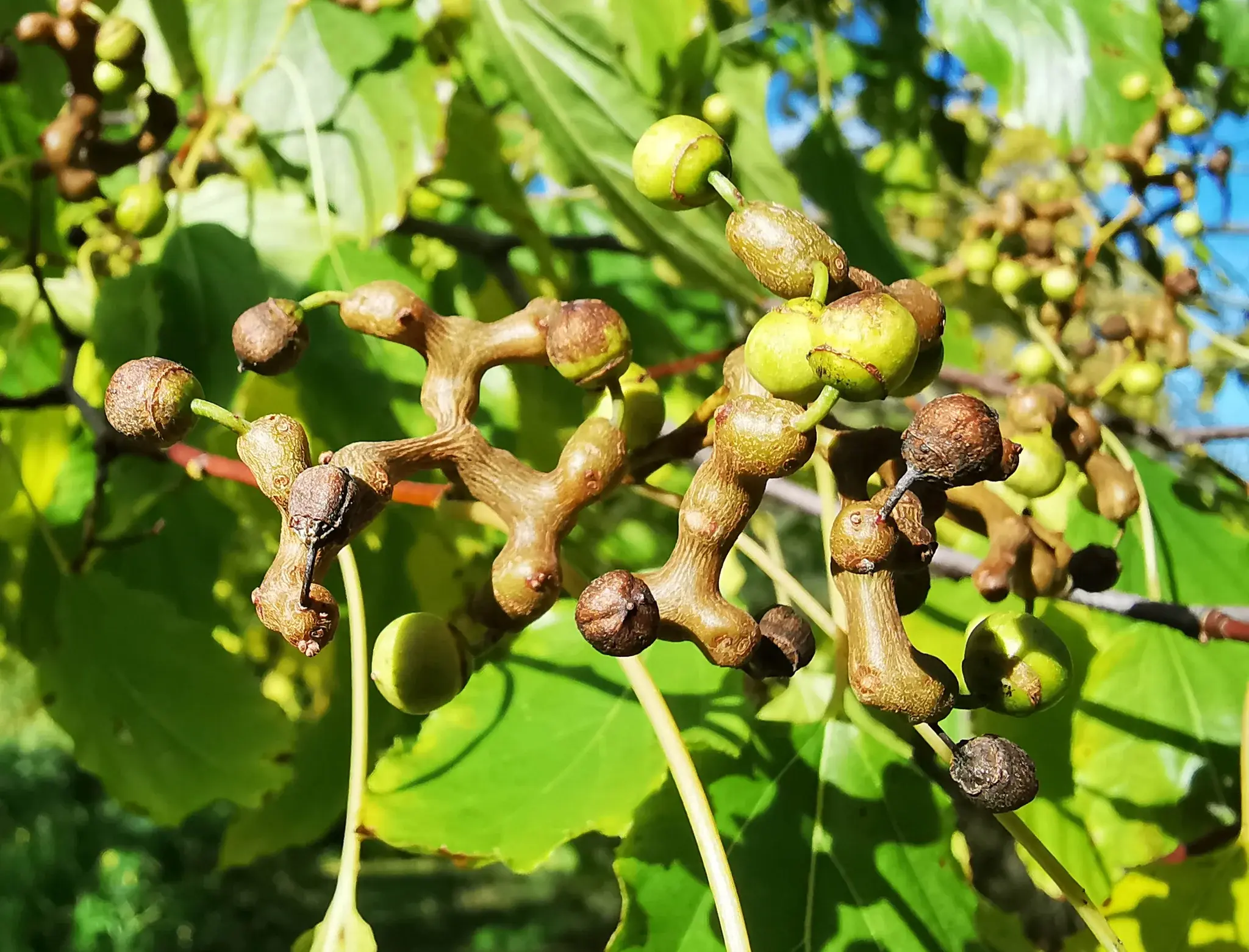 Japanese Raisin Tree