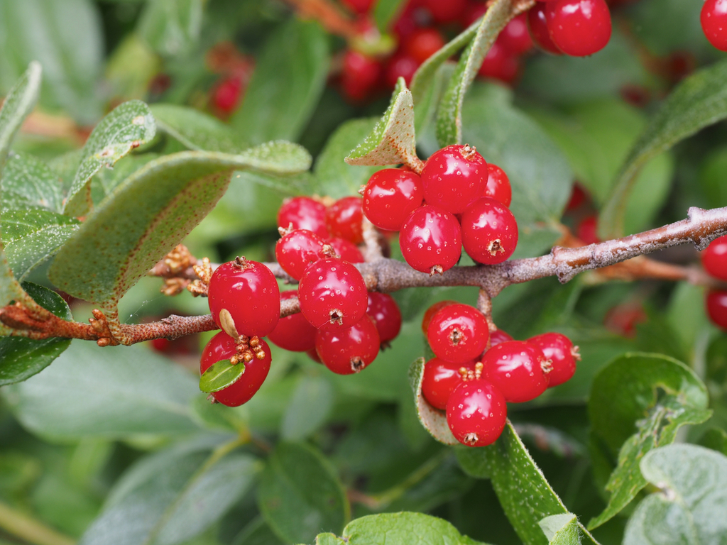 Buffaloberry (Health and benefits)