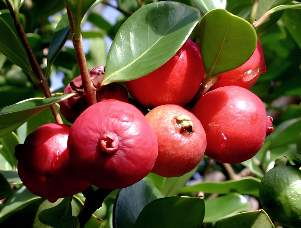 strawberry guava